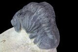 Bargain, Reedops Trilobite - Foum Zeguid, Morocco #84686-4
